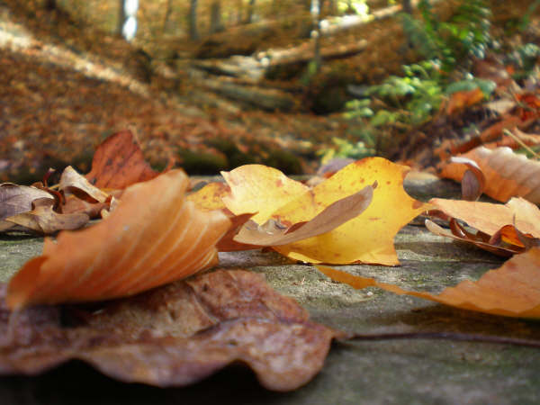 Fall leaves