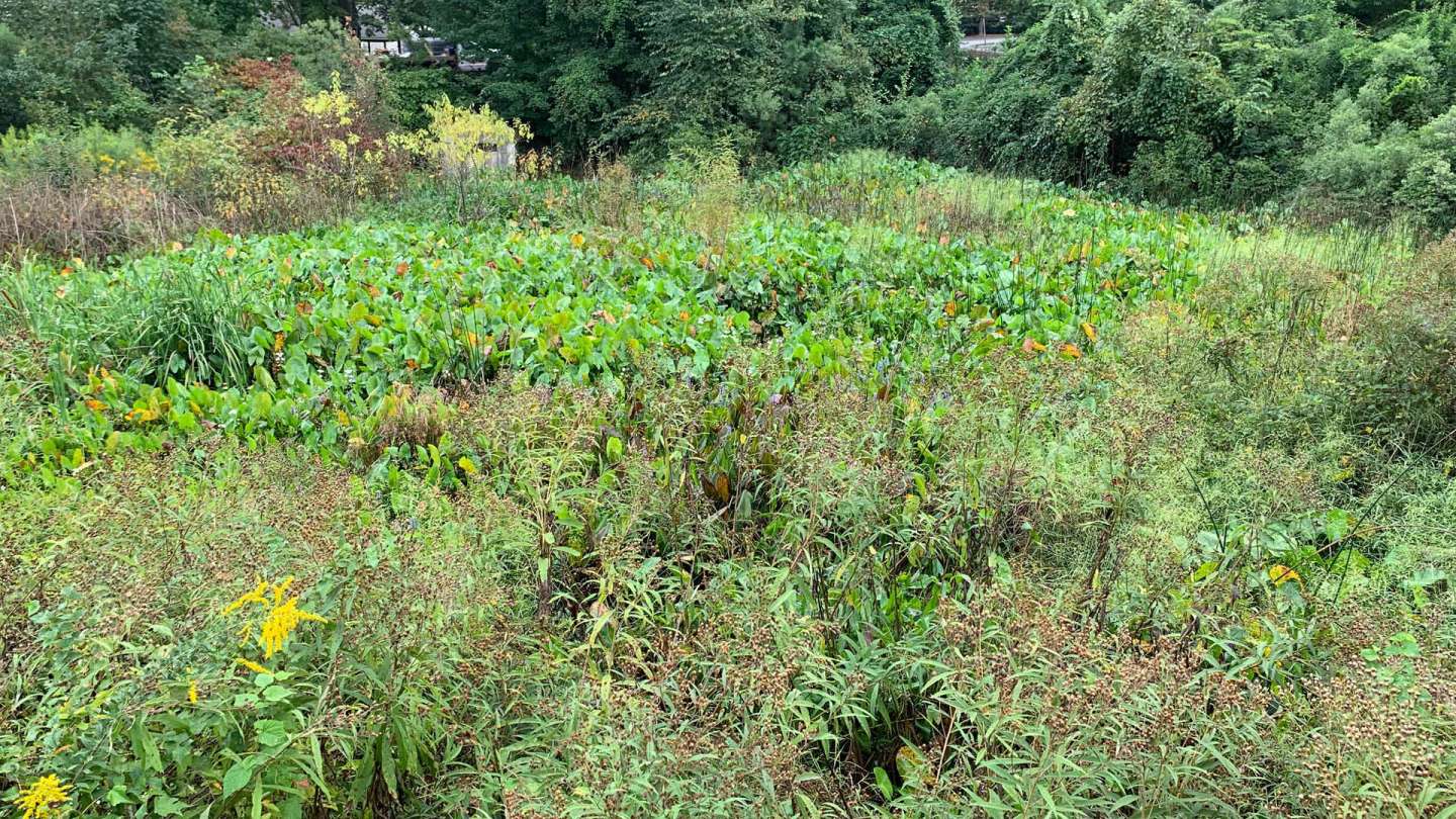 Fletcher Park Water Garden Restoration Meeting Raleighnc.gov