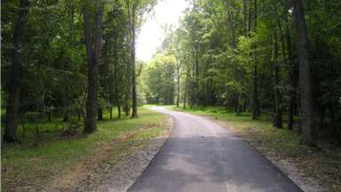 Road between trees