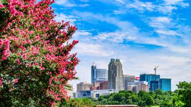 Raleigh skyline on a clear day with pink flowers in foreground