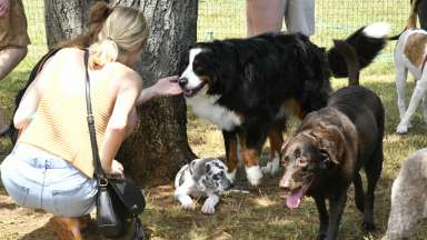 Woman petting dogs in the park