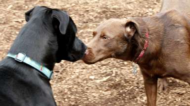 dogs touching noses at Millbrook Exchange Dog Park