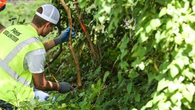 Volunteer removing invasive species