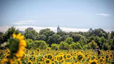 sunflower field with the Raleigh skyline in the background