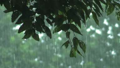Rain falling near a tree with green leaves