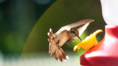 Hummingbird eating nectar