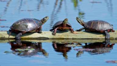 Three painted turtles on piece of wood in water