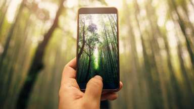 Smart phone taking image of trees