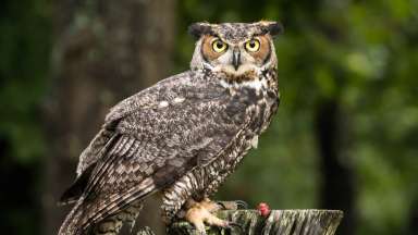 Great horned owl perched on branch