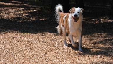 Happy dog running at dog park on mulch