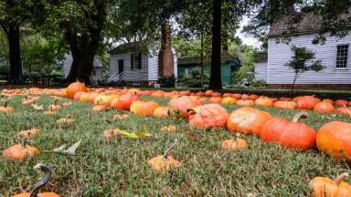 Pumpkins laid in the grass in front of historic buildings