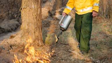 Person conducting safe prescribed burn to forest floor