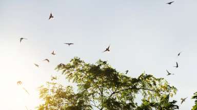 Chimney swifts birds flying near tree