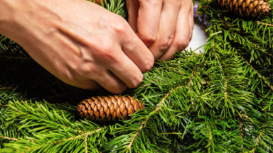 Hands making wreath of fresh evergreen leaves and pinecones