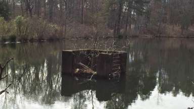 Lake with dam that has branches and brush built up blocking it