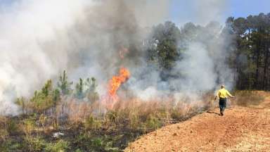 Prescribed fire at Wilkerson with burned ground on left with man supervising on right