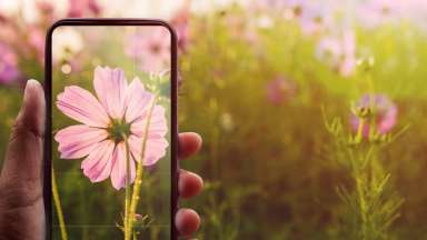 Smartphone on Hand Taking Photography of Blooming Cosmos flower