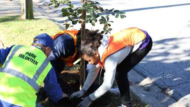 Park volunteers planting tree in the ground