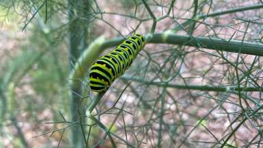 Bright green and black caterpillar on branch