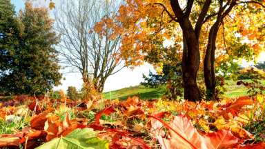 Autumn, fall landscape in park. Colorful leaves, sunny blue sky.