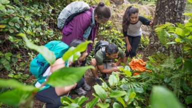 Four teens with backpacks crouching to identify something in woods