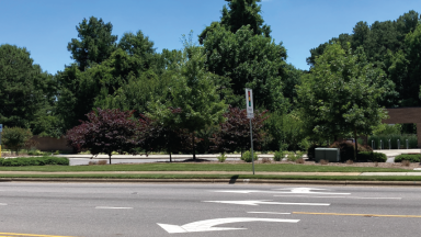 Trees on Martin Luther King Jr Boulevard