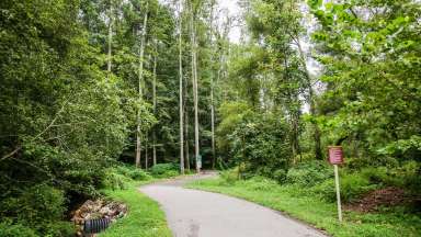Paved path through woody area