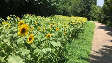 Paved trail with large planting of sunflowers on left with trees in background