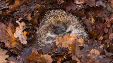 Hedgehog hibernating in the leaves in the fall