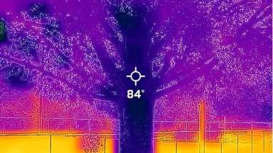 Thermal Image of a tree at Chavis Park showing cooling effect of tree cover.