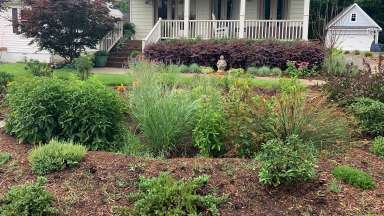 A rain garden with tall, green plants and yellow flowers that soaks up water when it rains.