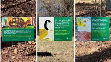 A collage of images. On the left, a yard sign with a drawing of a box turtle and description about the animal, center a drawing of a Canada Goose and description about the animal, left a drawing of a bald eagle and description about the animal