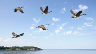 flock of canada geese flying over lake with bright sky