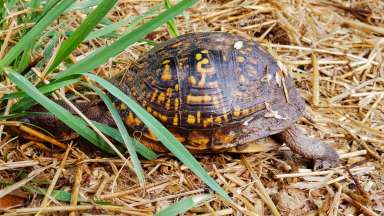 Close up of box turtle walking toward grass.