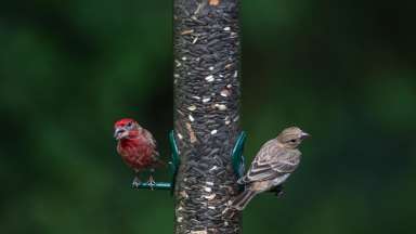 A red and brown bird perched on a bird feeder eating.