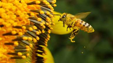 A Bee hovering while collecting pollen from sunflower blossom.