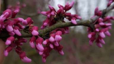 Eastern Redbud Flowers getting ready to open.