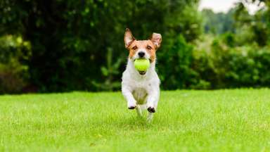 Puppy running on a grass field with a ball in his mouth.