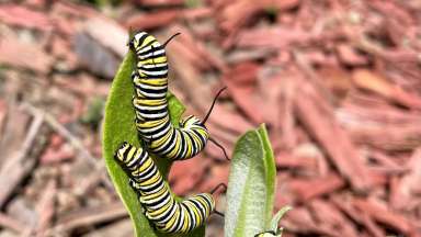 A close up of two monarch caterpillars on a leaf.
