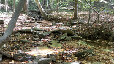 forest floor with creek
