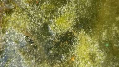 Close up view of an algae bloom in stagnant water