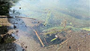 A close-up image of a pond with green algae, grass clippings, and other vegetation floating on top of the water.