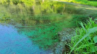 Algae growth visible on pond water.