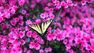 Black and yellow butterfly sitting on pink flowers