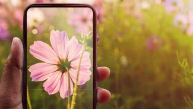 Smart phone in person's hand taking a picture of a pink flower