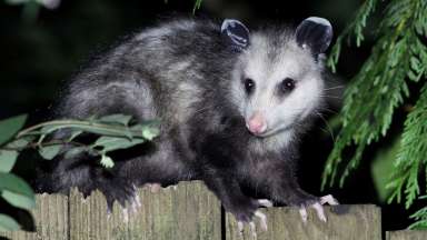 Opossum sitting on fence