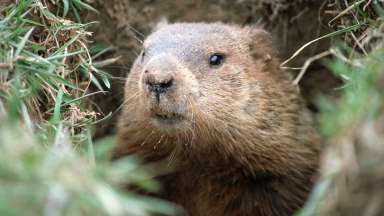 groundhog in natural habitat