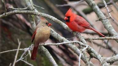 a red and a brown cardinal sitting on a bare branch