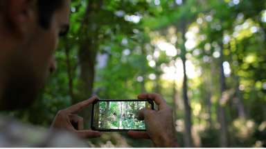 Person taking photo of trees on mobile device