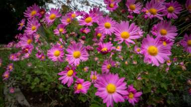 image of pink flowers with a yellow center